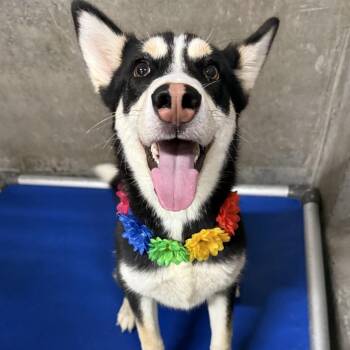 Lisa -  Mixed Breed Dog for Adoption in Las Cruces, New Mexico - Lisa | PetCurious