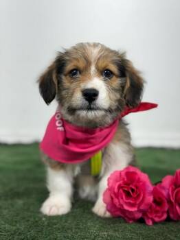 Poodle and Maltese Dogs Available for Adoption in Carlsbad, California - Woody-One Of Our Amazing Rescue Dogs | PetCurious