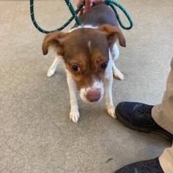 Mixed Breed and Jack Russell Terrier Dogs Available for Adoption in York, Pennsylvania - YORK-Stray-15696 | PetCurious