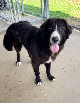 Barry -  Collie and Great Pyrenees Dog for Adoption in Chicago, Illinois - Barry | PetCurious