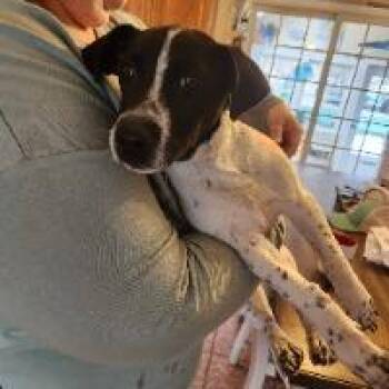 Australian Shepherd Dogs Available for Adoption in Monticello, New York - Keroppi | PetCurious