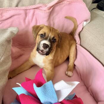 Pit Bull Terrier Dogs Available for Adoption - Moana  | PetCurious