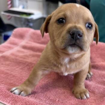 Mixed Breed Dogs Available for Adoption - Alfalfa | PetCurious