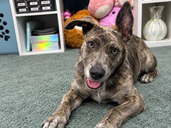 Elaine -  Pit Bull Terrier Dog for Adoption in Colorado Springs, Colorado - Elaine | PetCurious