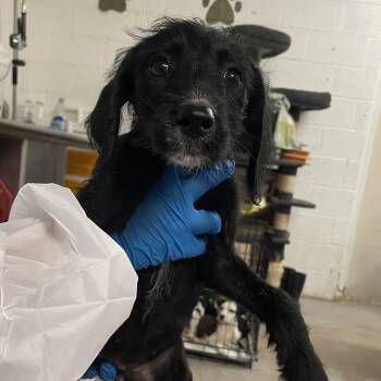 Terrier Dogs Available for Adoption in Edinburg, Texas - Harlow | PetCurious