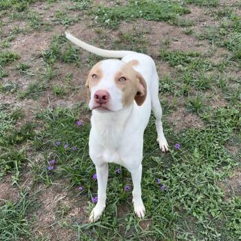Pointer and Hound Dogs Available for Adoption in Valdosta, Georgia - Rocket | PetCurious