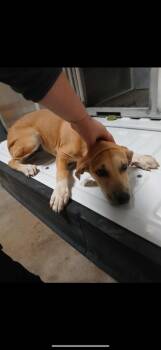 Rescue Labrador Retriever and Hound Dogs for Adoption in Hot Springs, Arkansas - Callie | PetCurious