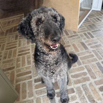 WALLY-MAINE -  Labradoodle Dog for Adoption in Houston, Texas - WALLY-MAINE | PetCurious