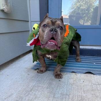 Big Bopper -  American Bully Dog for Adoption in Martinez, California - Big Bopper | PetCurious