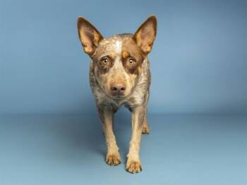 SUNSHINE -  Australian Cattle Dog Blue Heeler Dog for Adoption in Phoenix, Arizona - SUNSHINE | PetCurious
