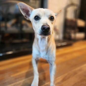 Rescue Chihuahua Dogs for Adoption in Pacifica, California - Spauk | PetCurious