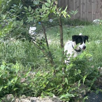 Rescue Pointer Dogs for Adoption in Ladonia, Texas - Pepper | PetCurious