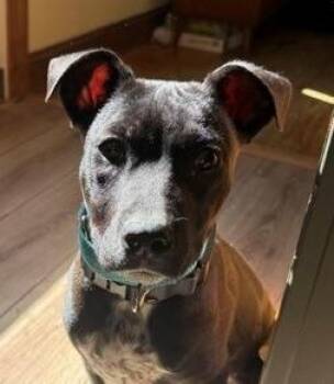 Bulldog and Hound Dogs Available for Adoption in Andover, Massachusetts - Nugget Cheese - Local Pup | PetCurious