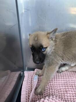 Mixed Breed Dogs Available for Adoption - JEANETTE | PetCurious