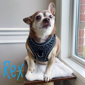 Rescue Chihuahua Dogs for Adoption in Bethel, Ohio - Rex | PetCurious