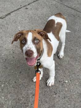 Roo -  Mixed Breed Dog for Adoption in New York, New York - Roo | PetCurious