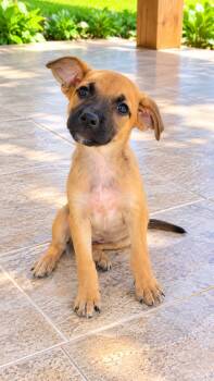 BIANCA -  Mixed Breed Dog for Adoption in Harlingen, Texas - BIANCA | PetCurious