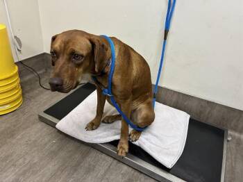 Rescue Rhodesian Ridgeback Dogs for Adoption in Pasadena, California - A525259 | PetCurious