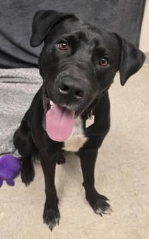 Casper -  Mixed Breed Dog for Adoption in Hamilton, Ohio - Casper | PetCurious