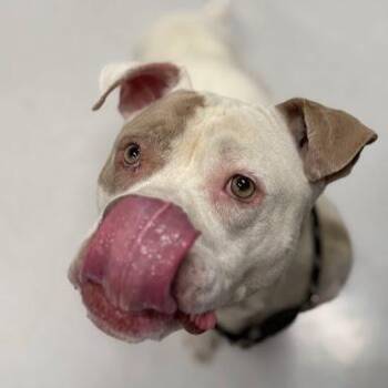 Lyle -  Mixed Breed Dog for Adoption in Jeffersonville, Indiana - Lyle | PetCurious