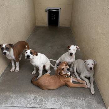 Jackalope -  Catahoula Leopard Dog and Pit Bull Terrier Dog for Adoption in Reno, Nevada - Jackalope | PetCurious