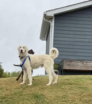Labrador Retriever and Standard Poodle Dogs Available for Adoption - Waldo | PetCurious