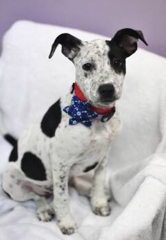 Cattle Dog Dogs Available for Adoption in Manchester, New Hampshire - Lindsey In NH! Come Meet Our Adoptable Dogs Wednesday-Saturday.  | PetCurious
