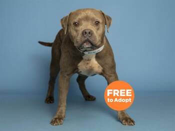 Pit Bull Terrier Dogs Available for Adoption in Phoenix, Arizona - BLUE | PetCurious