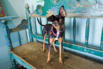 Topher -  Miniature Pinscher Dog for Adoption in San Antonio, Texas - Topher | PetCurious