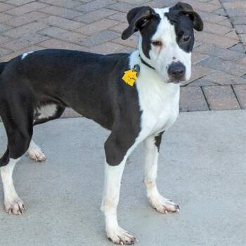POOF -  Pit Bull Terrier and Mixed Breed Dog for Adoption in St. Louis, Missouri - POOF | PetCurious