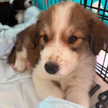 Tucker -  Australian Shepherd and Collie Dog for Adoption in Montgomery, Texas - Tucker | PetCurious