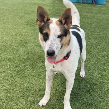 Rescue Cattle Dog Dogs for Adoption in Los Angeles, California - Freckles A2117852 | PetCurious