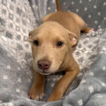 Rapunzel -  Terrier and Mixed Breed Dog Available for Adoption in Mount Vernon, Indiana - Rapunzel | PetCurious