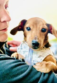 Dachshund Dogs Available for Adoption in Houston, Texas - Guineviere | PetCurious