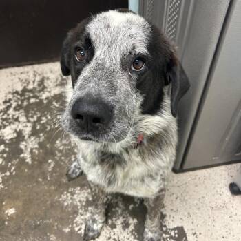 Gus -  Australian Cattle Dog Blue Heeler and Saint Bernard Dog for Adoption in Columbia, Missouri - Gus | PetCurious