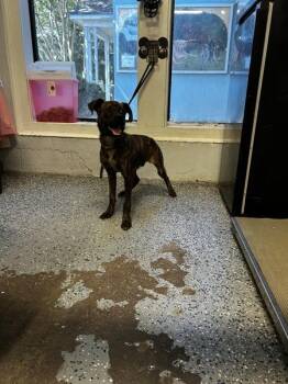 Mitchie -  Pit Bull Terrier Dog for Adoption in Mobile, Alabama - Mitchie | PetCurious