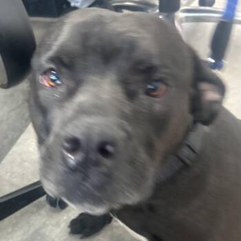 Mixed Breed Dogs Available for Adoption - Woofy McWoofer | PetCurious