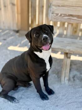 Labrador Retriever and Mixed Breed Dogs Available for Adoption in Muskegon, Michigan - Sully | PetCurious