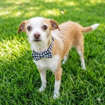Jack Russell Terrier and Chihuahua Dogs Available for Adoption in Las Vegas, Nevada - Nutter Butter | PetCurious