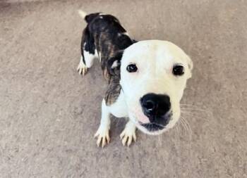 MARSHALL -  Terrier and Mixed Breed Dog for Adoption in Brentwood, Missouri - MARSHALL | PetCurious