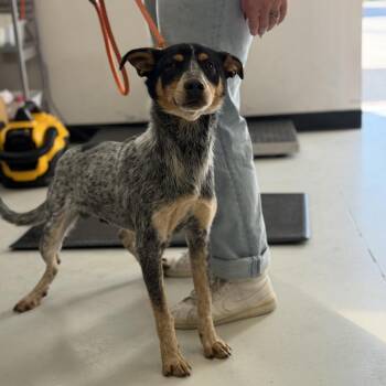 Australian Cattle Dog Blue Heeler Dogs Available for Adoption - Boomer | PetCurious