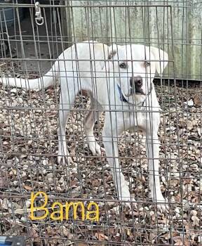 Rescue Labrador Retriever and Bulldog Dogs for Adoption in Cairo, Georgia - Bama | PetCurious