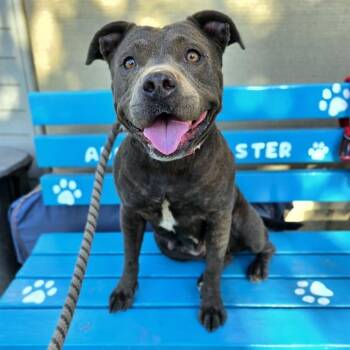 LACEY -  Staffordshire Bull Terrier Dog for Adoption in Long Beach, California - LACEY | PetCurious
