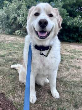 Marley -  Great Pyrenees Dog for Adoption in Pembroke, Massachusetts - Marley | PetCurious