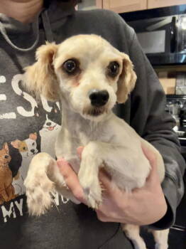 Rescue Havanese Dogs for Adoption in Newport, New Hampshire - Fannie | PetCurious