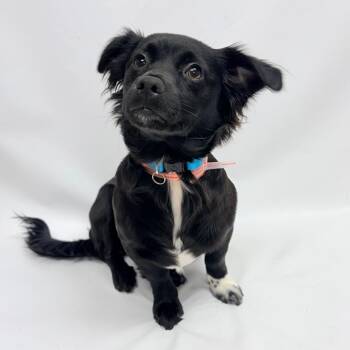 721 (2026) Pippi -  Chihuahua and Mixed Breed Dog for Adoption in Parker, Colorado - 721 (2026) Pippi | PetCurious