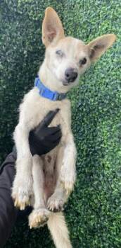 61745793 -  Chihuahua and Mixed Breed Dog for Adoption in El Paso, Texas - 61745793 | PetCurious