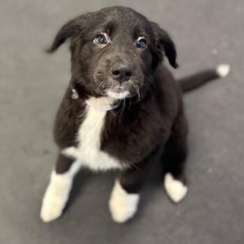 Mixed Breed Dogs Available for Adoption in Wantagh, New York - Razz | PetCurious