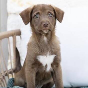 Hershey -  Border Collie Dog for Adoption in Pflugerville, Texas - Hershey | PetCurious