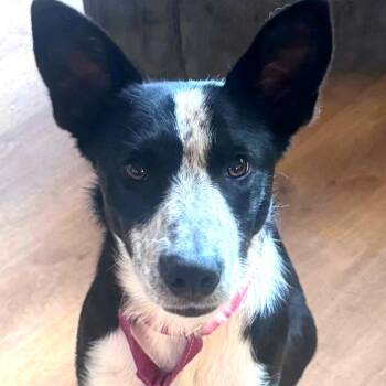 Gracie -  Border Collie Dog for Adoption in Volcano, Hawaii - Gracie | PetCurious